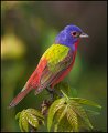 _1SB3448 Painted Bunting